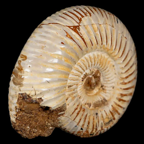 58MM Polished Perisphinctes Ammonite Fossil Nautilus Madagascar Jurassic Age COA - Fossil Age Minerals