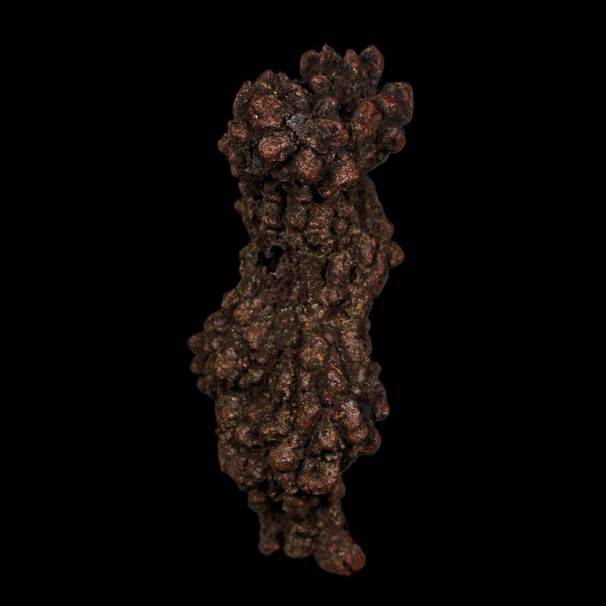 3.3" Prehistoric Coprolite Fossil Specimen Poop Dung Miocene Age Madagascar COA - Fossil Age Minerals