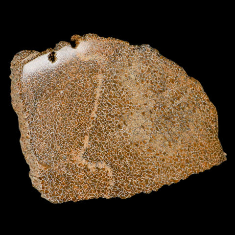4.8" Fossil Dinosaur Gem Bone Cut Polished Slab Agatized Dinosaur Bone Morocco - Fossil Age Minerals