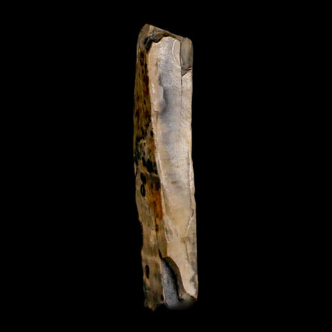0.8" Tyrannosaurus Rex Fossil Tooth Section Lance Creek Cretaceous Dinosaur WY COA - Fossil Age Minerals