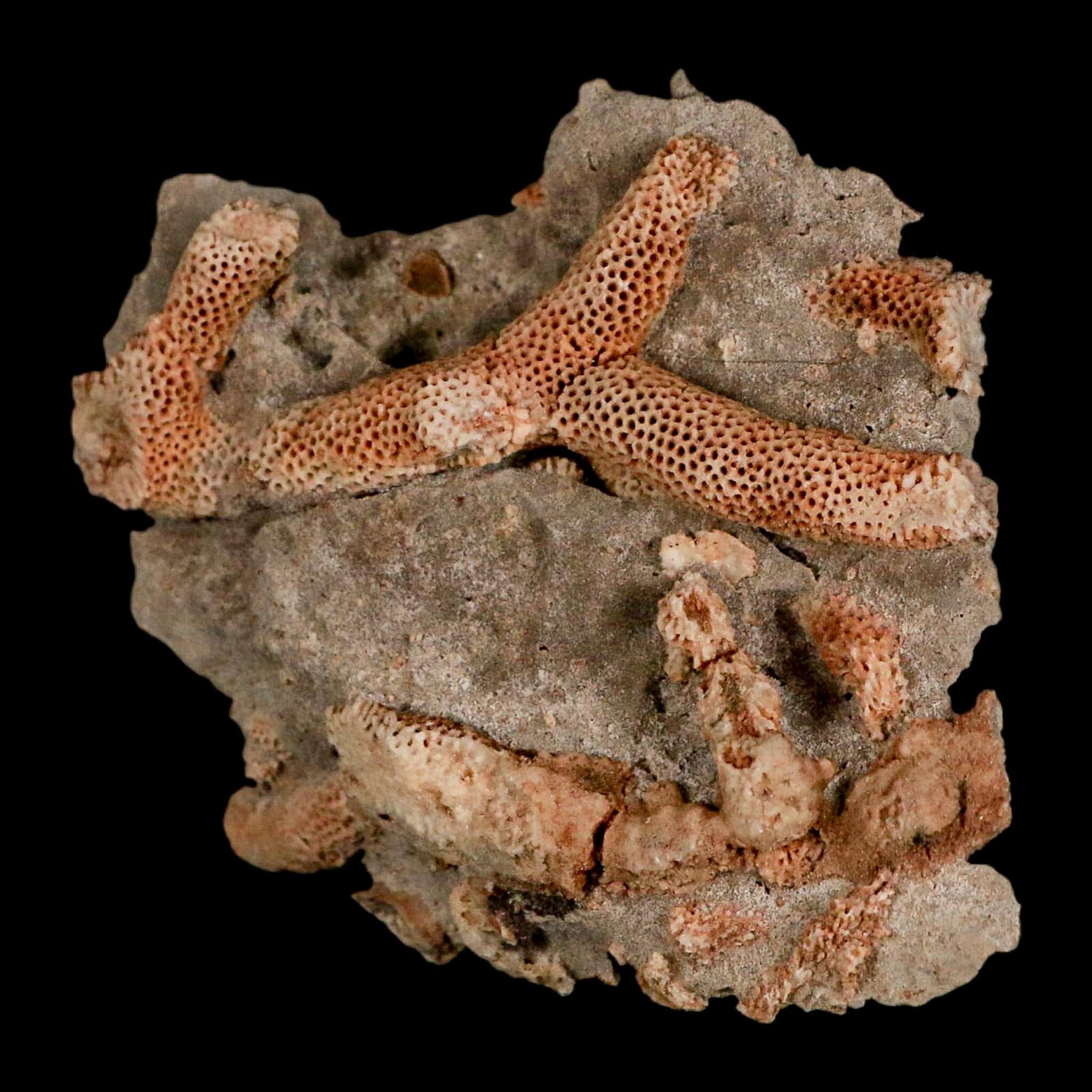 3.6" Thamnopora SP Coral Fossil Coral Reef Devonian Age Verde Valley, Arizona - Fossil Age Minerals