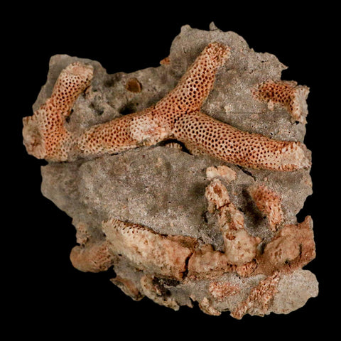 3.6" Thamnopora SP Coral Fossil Coral Reef Devonian Age Verde Valley, Arizona