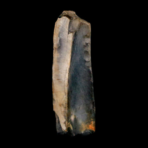 0.8" Tyrannosaurus Rex Fossil Tooth Section Lance Creek Cretaceous Dinosaur WY COA - Fossil Age Minerals