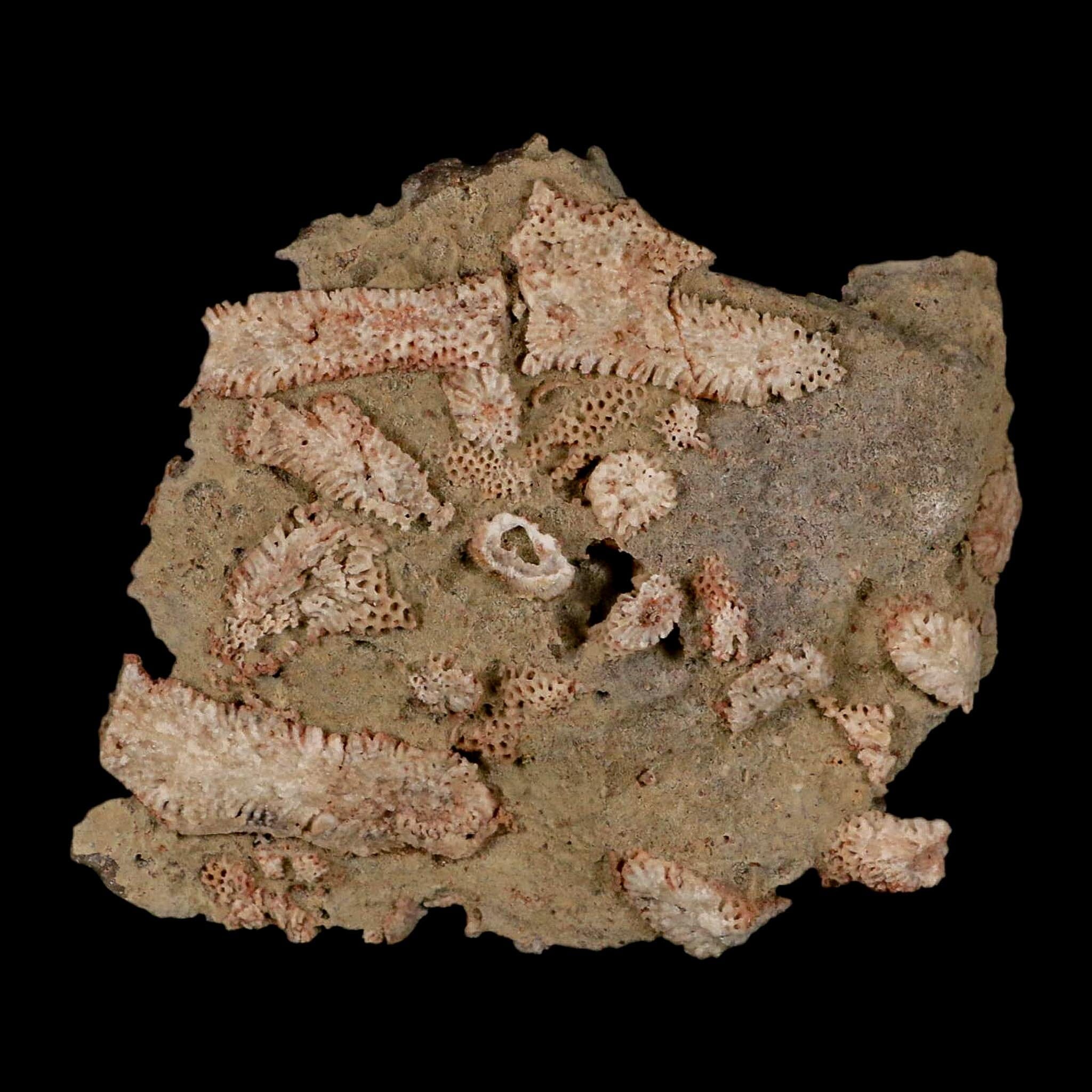 3.6" Thamnopora SP Coral Fossil Coral Reef Devonian Age Verde Valley, Arizona - Fossil Age Minerals
