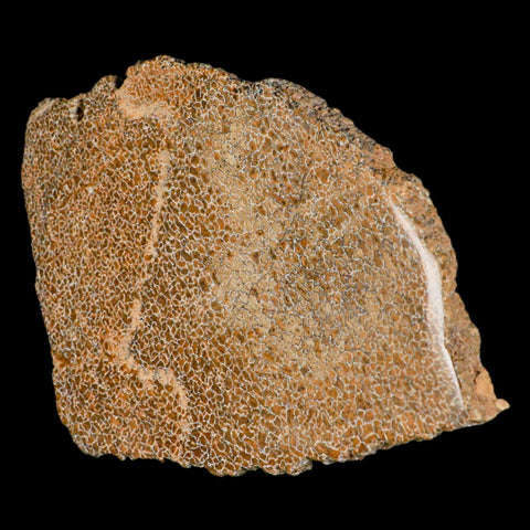 4.8" Fossil Dinosaur Gem Bone Cut Polished Slab Agatized Dinosaur Bone Morocco - Fossil Age Minerals