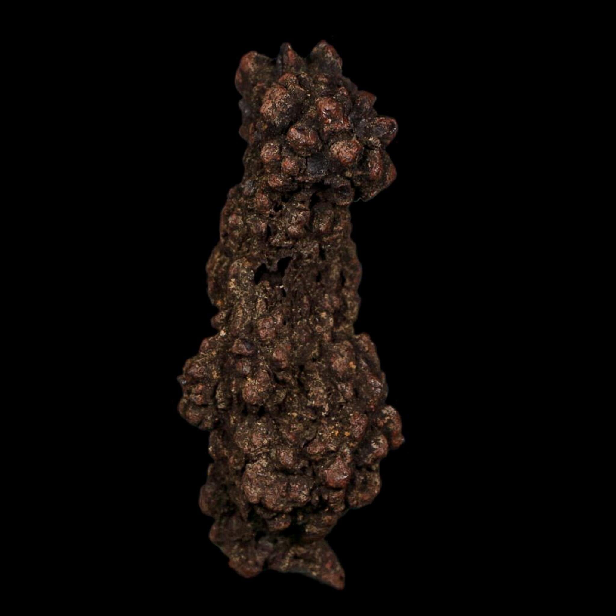 3.3" Prehistoric Coprolite Fossil Specimen Poop Dung Miocene Age Madagascar COA - Fossil Age Minerals