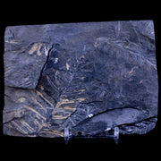 4.8" Alethopteris Fern Plant Leaf Fossil Carboniferous Age Llewellyn FM ST Clair, PA