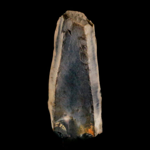 0.8" Tyrannosaurus Rex Fossil Tooth Section Lance Creek Cretaceous Dinosaur WY COA - Fossil Age Minerals