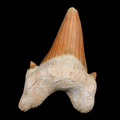 Otodus Obliguus Shark Teeth