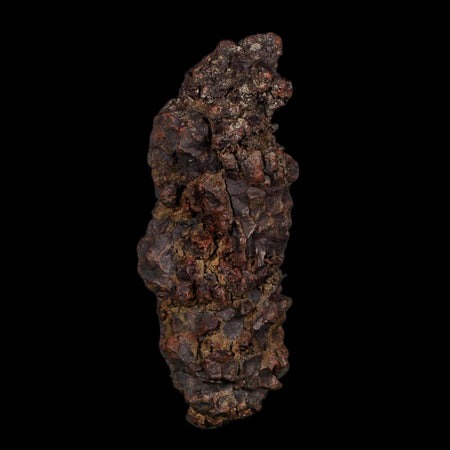 3.5" Prehistoric Coprolite Fossil Specimen Poop Dung Miocene Age Madagascar COA