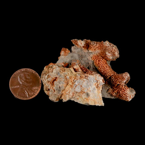 2.1" Thamnopora SP Coral Fossil Coral Reef Devonian Age Verde Valley, Arizona