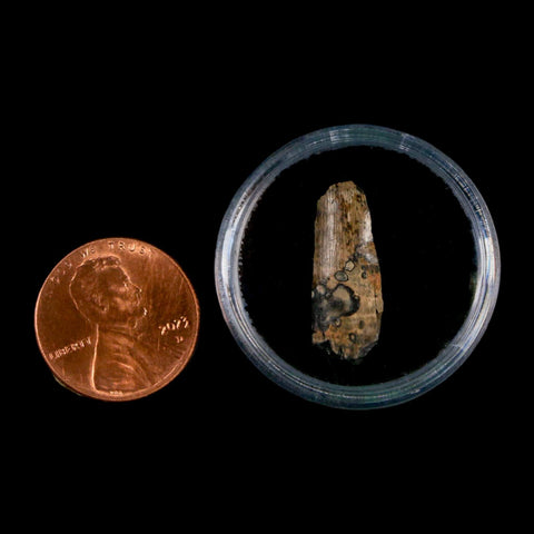 0.8" Tyrannosaurus Rex Fossil Tooth Section Lance Creek Cretaceous Dinosaur WY COA - Fossil Age Minerals
