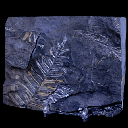 4.8" Alethopteris Fern Plant Leaf Fossil Carboniferous Age Llewellyn FM ST Clair, PA