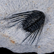 1.1" Leonaspis Sp Spiny Trilobite Fossil Morocco Devonian Age 400 Mil Yrs Old COA