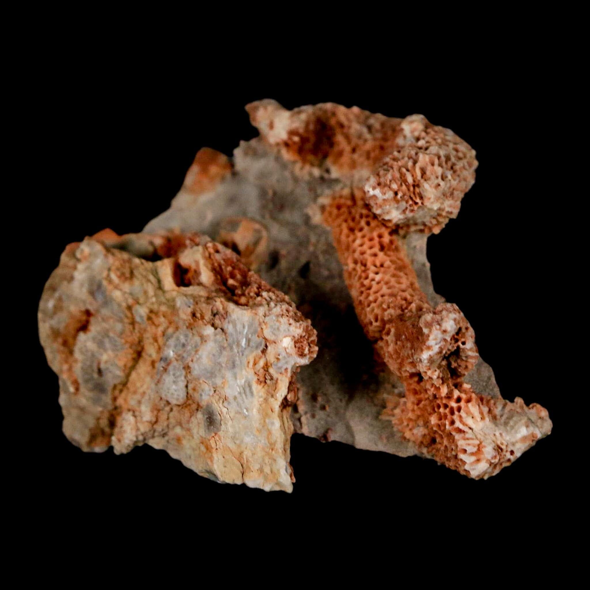 2.1" Thamnopora SP Coral Fossil Coral Reef Devonian Age Verde Valley, Arizona - Fossil Age Minerals