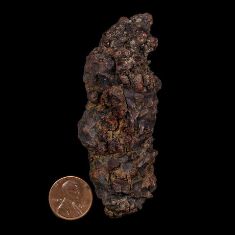 3.5" Prehistoric Coprolite Fossil Specimen Poop Dung Miocene Age Madagascar COA
