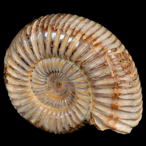 61MM Polished Perisphinctes Ammonite Fossil Nautilus Madagascar Jurassic Age COA - Fossil Age Minerals