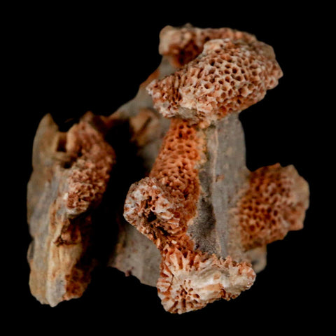 2.1" Thamnopora SP Coral Fossil Coral Reef Devonian Age Verde Valley, Arizona