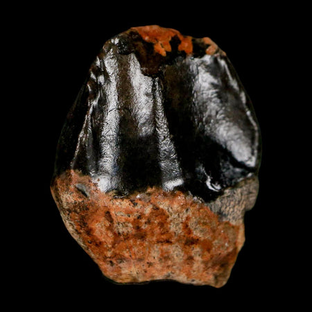 0.7" Triceratops Fossil Crown Tooth Hell Creek FM Cretaceous Dinosaur MT COA