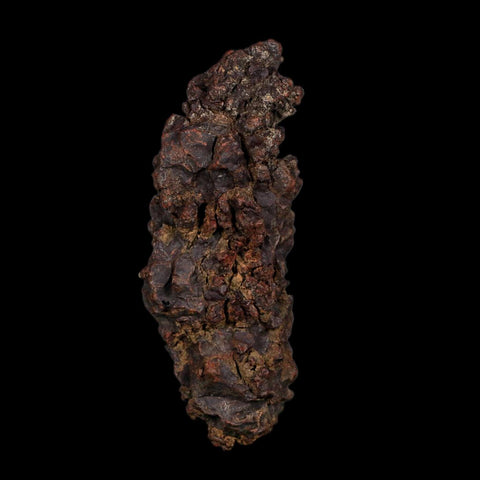 3.5" Prehistoric Coprolite Fossil Specimen Poop Dung Miocene Age Madagascar COA