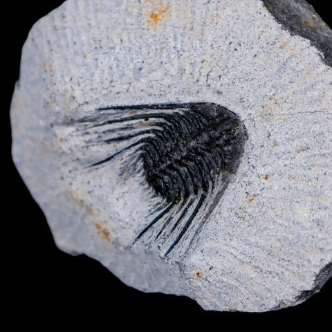 1.1" Leonaspis Sp Spiny Trilobite Fossil Morocco Devonian Age 400 Mil Yrs Old COA - Fossil Age Minerals
