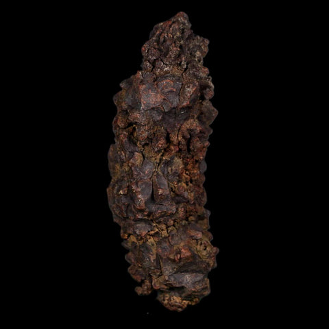 3.5" Prehistoric Coprolite Fossil Specimen Poop Dung Miocene Age Madagascar COA