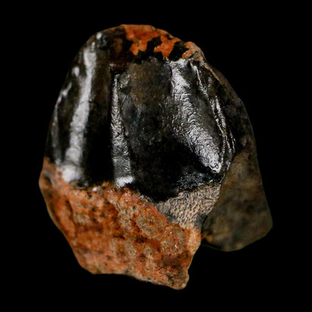 0.7" Triceratops Fossil Crown Tooth Hell Creek FM Cretaceous Dinosaur MT COA