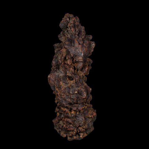 3.5" Prehistoric Coprolite Fossil Specimen Poop Dung Miocene Age Madagascar COA