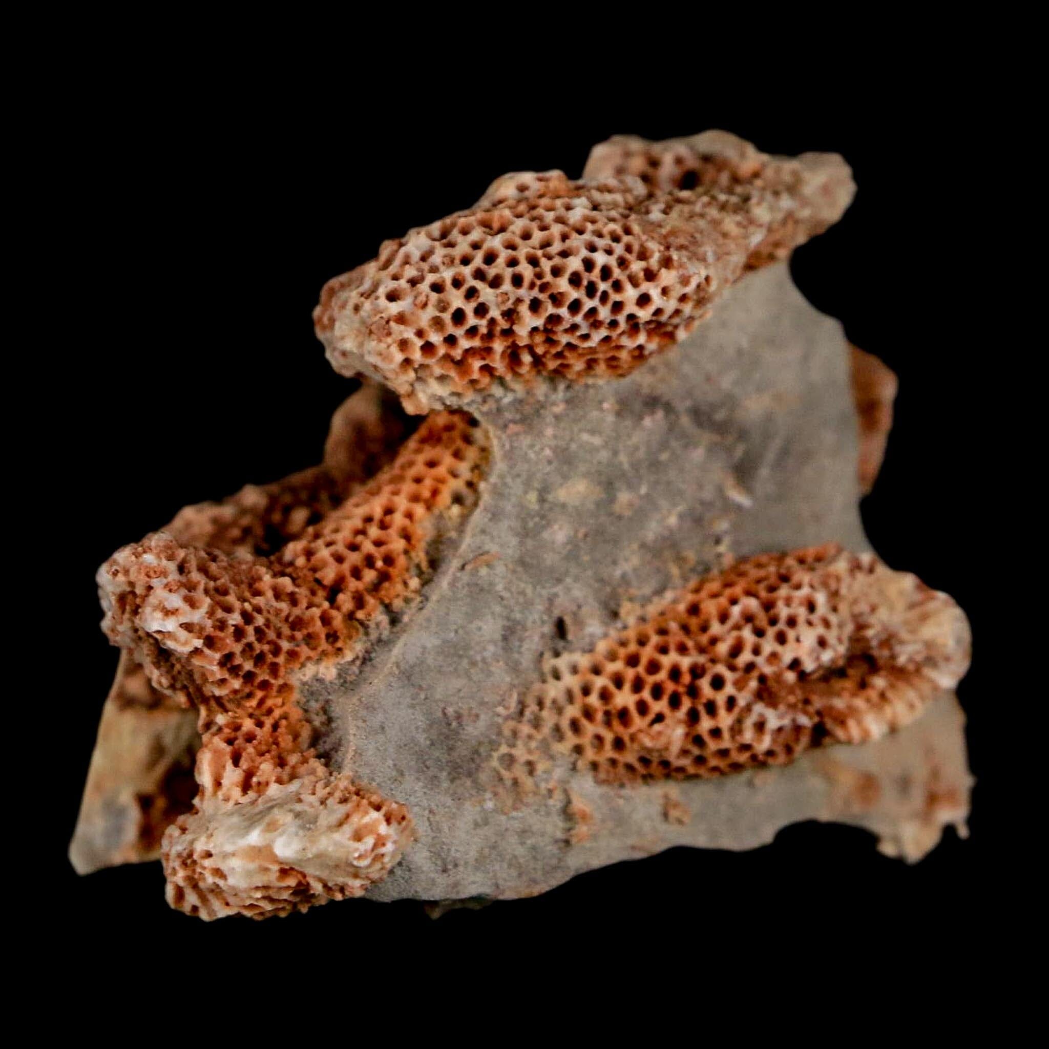 2.1" Thamnopora SP Coral Fossil Coral Reef Devonian Age Verde Valley, Arizona - Fossil Age Minerals
