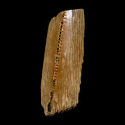 0.6" Tyrannosaurus Rex Fossil Tooth Section Lance Creek Cretaceous Dinosaur WY COA
