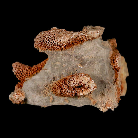 2.1" Thamnopora SP Coral Fossil Coral Reef Devonian Age Verde Valley, Arizona
