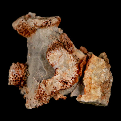 2.1" Thamnopora SP Coral Fossil Coral Reef Devonian Age Verde Valley, Arizona