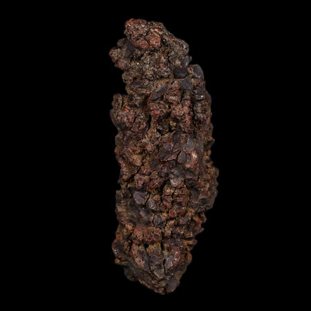 3.5" Prehistoric Coprolite Fossil Specimen Poop Dung Miocene Age Madagascar COA