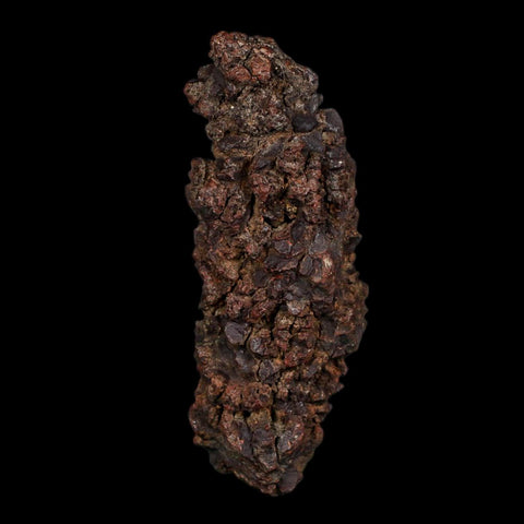 3.5" Prehistoric Coprolite Fossil Specimen Poop Dung Miocene Age Madagascar COA