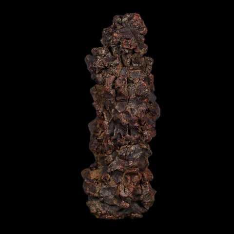 3.5" Prehistoric Coprolite Fossil Specimen Poop Dung Miocene Age Madagascar COA