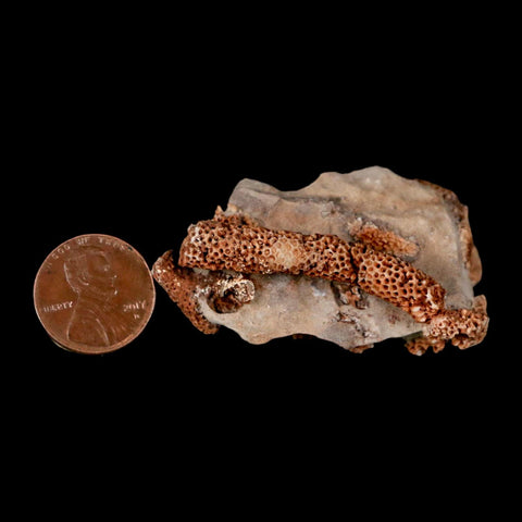 2.2" Thamnopora SP Coral Fossil Coral Reef Devonian Age Verde Valley, Arizona