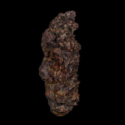 3.5" Prehistoric Coprolite Fossil Specimen Poop Dung Miocene Age Madagascar COA