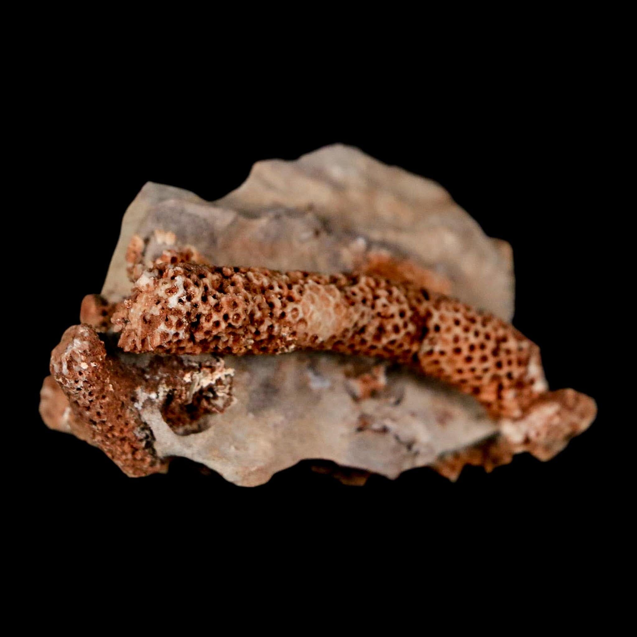 2.2" Thamnopora SP Coral Fossil Coral Reef Devonian Age Verde Valley, Arizona - Fossil Age Minerals