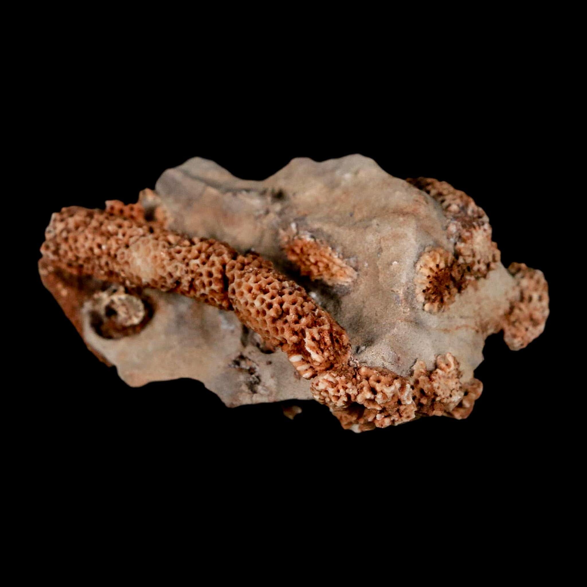 2.2" Thamnopora SP Coral Fossil Coral Reef Devonian Age Verde Valley, Arizona - Fossil Age Minerals