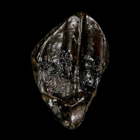 XL 0.8" Triceratops Fossil Crown Tooth Hell Creek FM Cretaceous Dinosaur MT COA