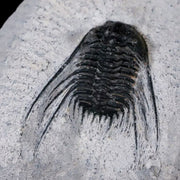 1.2" Leonaspis Sp Spiny Trilobite Fossil Morocco Devonian Age 400 Mil Yrs Old COA