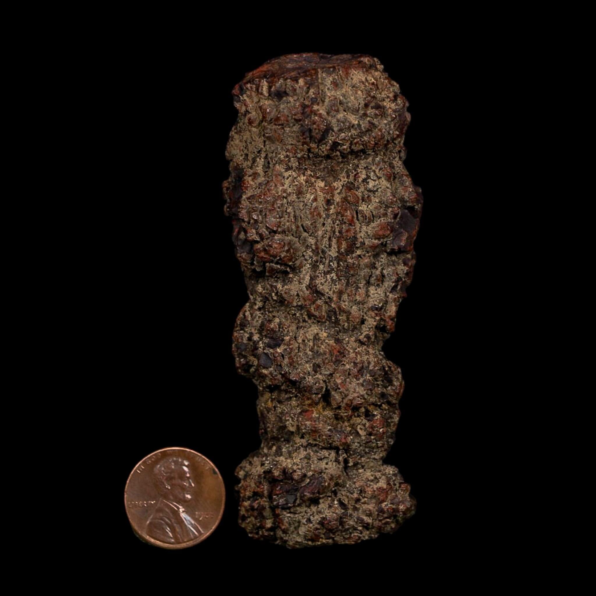 3.5" Prehistoric Coprolite Fossil Specimen Poop Dung Miocene Age Madagascar COA - Fossil Age Minerals