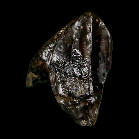 XL 0.8" Triceratops Fossil Crown Tooth Hell Creek FM Cretaceous Dinosaur MT COA