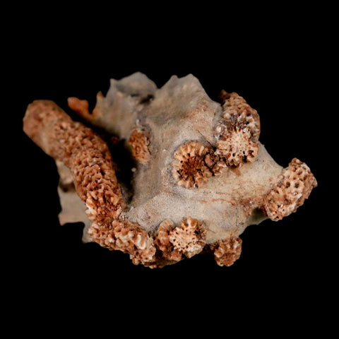 2.2" Thamnopora SP Coral Fossil Coral Reef Devonian Age Verde Valley, Arizona