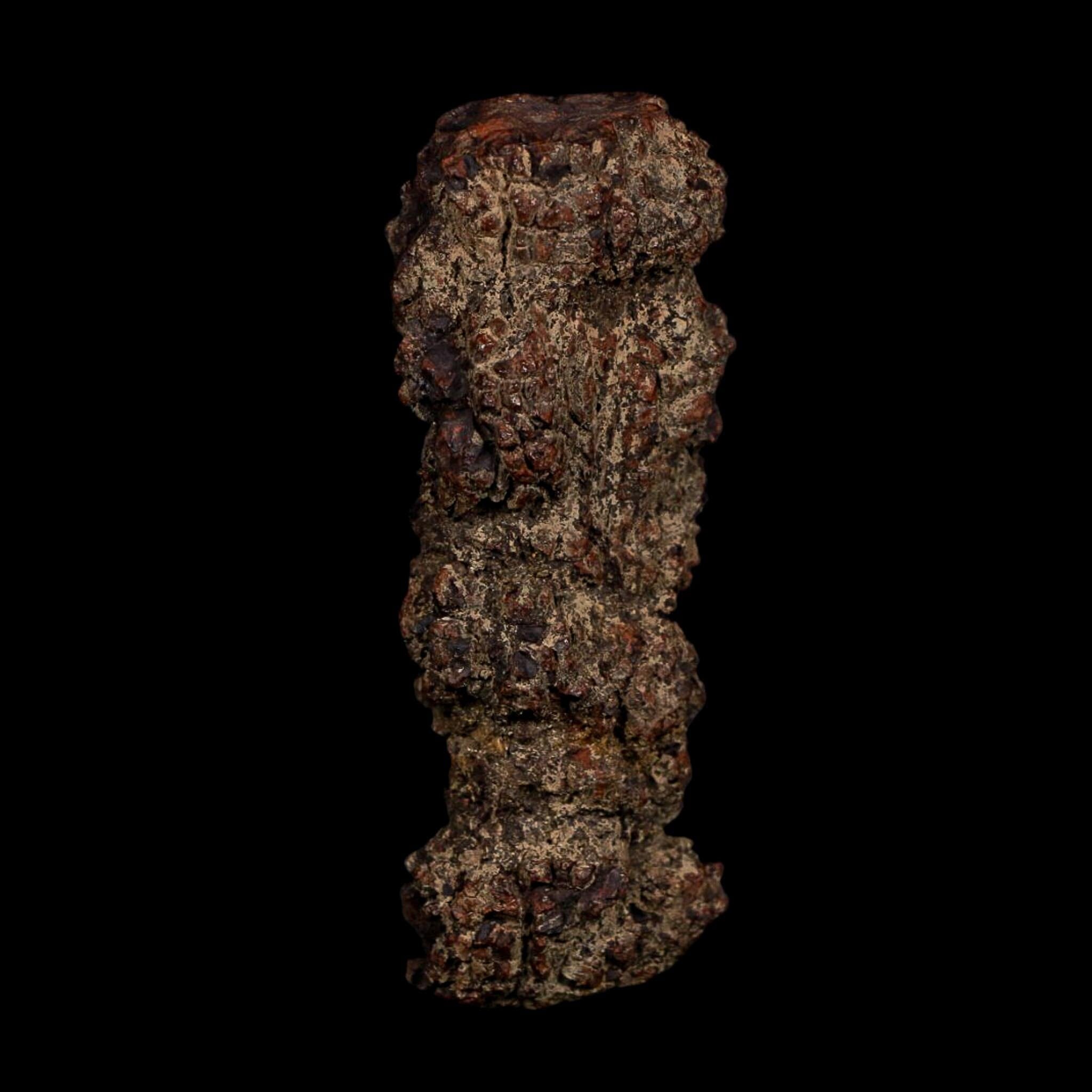 3.5" Prehistoric Coprolite Fossil Specimen Poop Dung Miocene Age Madagascar COA - Fossil Age Minerals