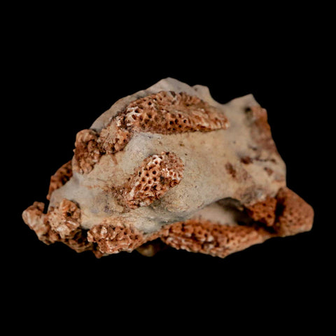 2.2" Thamnopora SP Coral Fossil Coral Reef Devonian Age Verde Valley, Arizona
