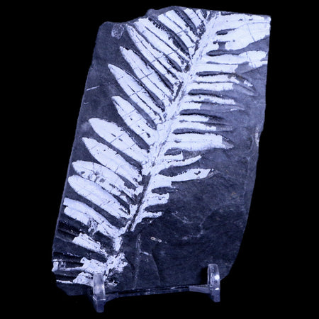 4" Alethopteris Fern Plant Leaf Fossil Carboniferous Age Llewellyn FM ST Clair, PA