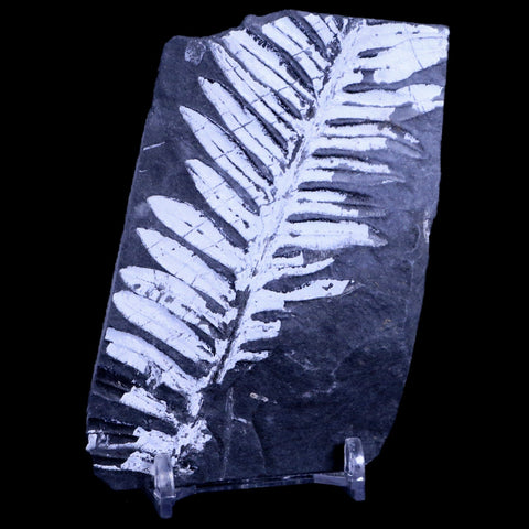 4" Alethopteris Fern Plant Leaf Fossil Carboniferous Age Llewellyn FM ST Clair, PA - Fossil Age Minerals