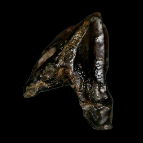 XL 0.8" Triceratops Fossil Crown Tooth Hell Creek FM Cretaceous Dinosaur MT COA