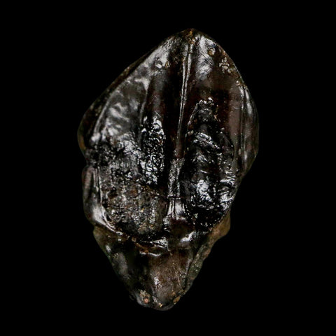 XL 0.8" Triceratops Fossil Crown Tooth Hell Creek FM Cretaceous Dinosaur MT COA